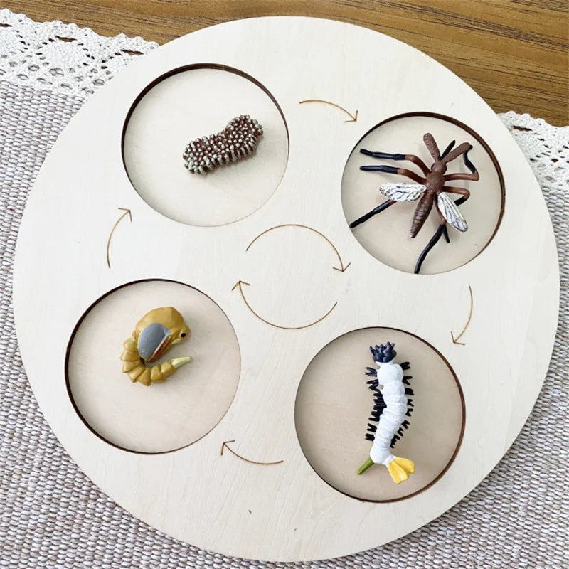 Montessori life cycle le cycle de vie English Placa De Video Frog Butterfly Seeds Cyclus Bij Ant teaching aids Educationals Toys