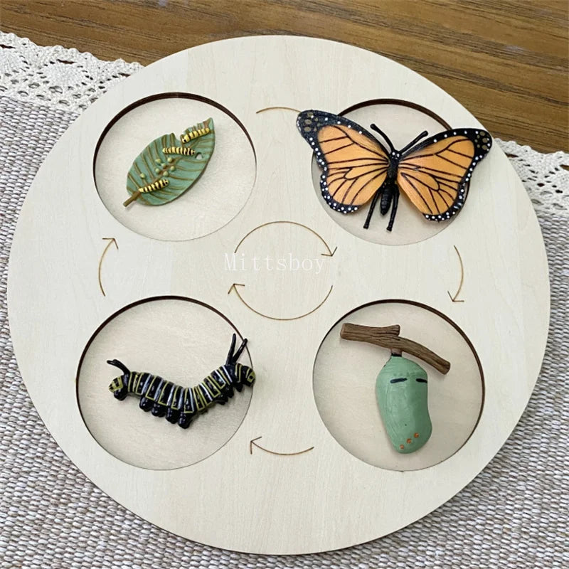 Montessori Life Cycle Teaching Aids Set Frog Butterfly Seeds Ant Model Kit Life Cycle