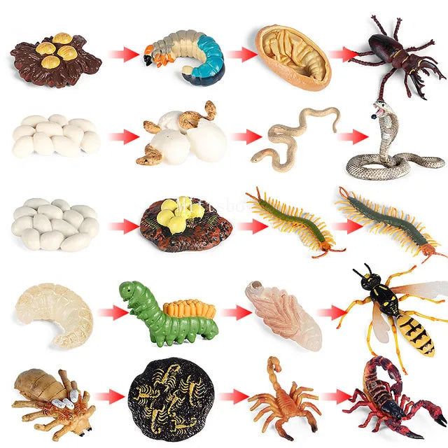 Montessori Life Cycle Teaching Aids Set Frog Butterfly Seeds Ant Model Kit Life Cycle