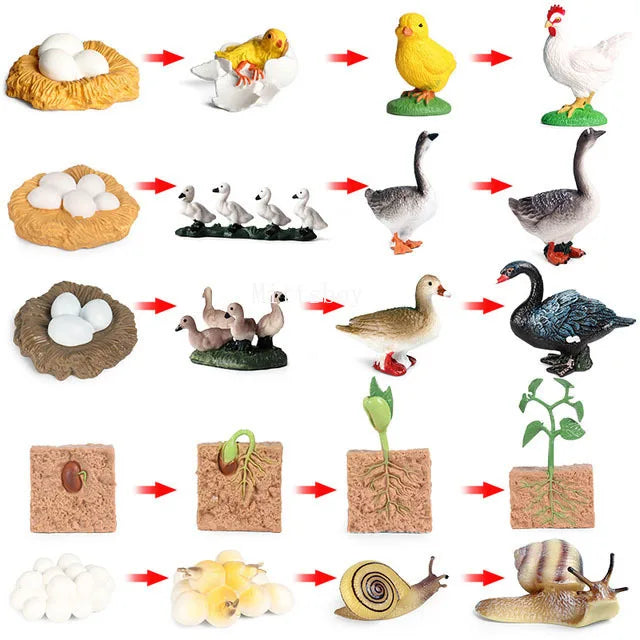 Montessori Life Cycle Teaching Aids Set Frog Butterfly Seeds Ant Model Kit Life Cycle