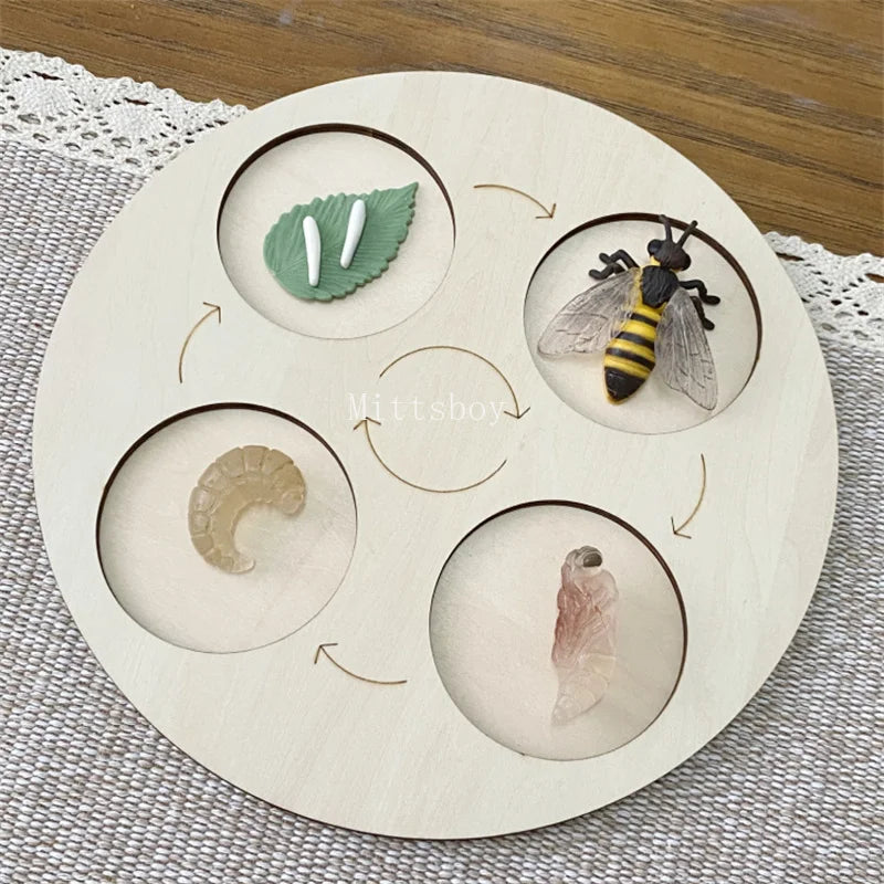 Montessori Life Cycle Teaching Aids Set Frog Butterfly Seeds Ant Model Kit Life Cycle