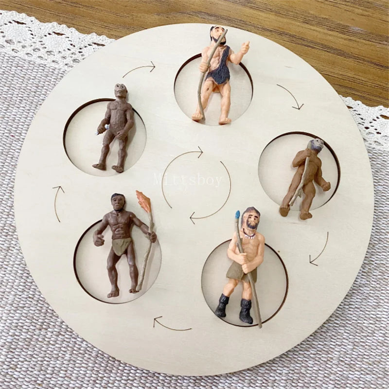 Montessori Life Cycle Teaching Aids Set Frog Butterfly Seeds Ant Model Kit Life Cycle
