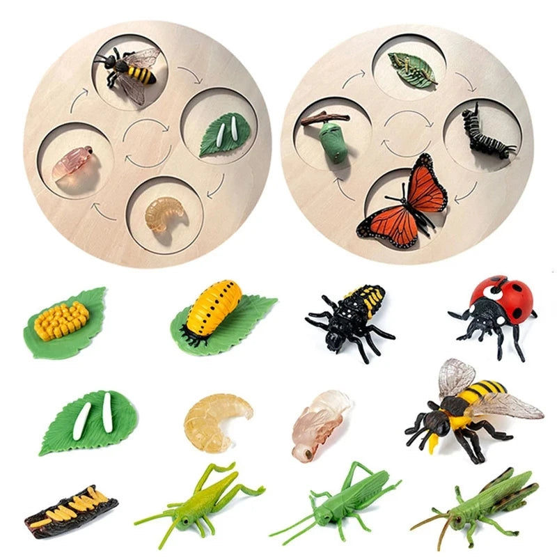 Montessori life cycle le cycle de vie English Placa De Video Frog Butterfly Seeds Cyclus Bij Ant teaching aids Educationals Toys