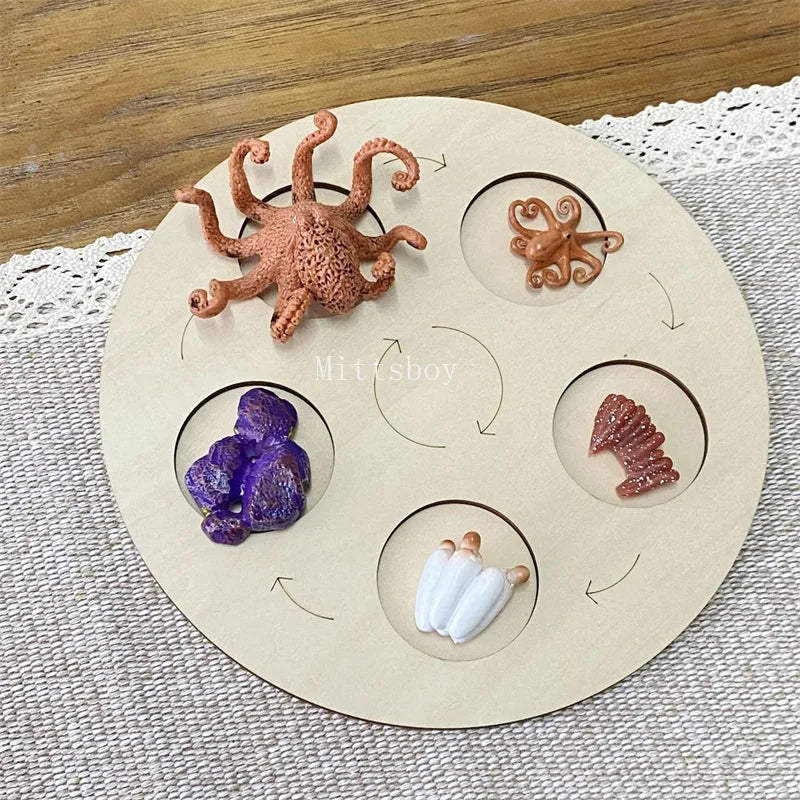 Montessori Life Cycle Teaching Aids Set Frog Butterfly Seeds Ant Model Kit Life Cycle