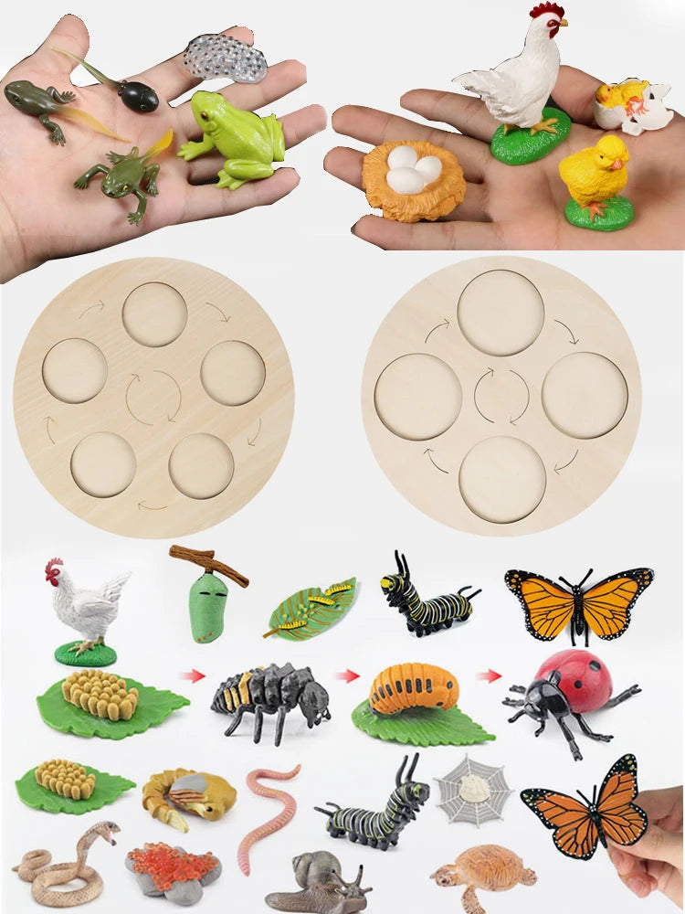 Montessori Wooden Lifelike Insect Animal Life Cycle Board Teaching Plant Animals Growth Cycle Model Set Preschool Cognitive Toy