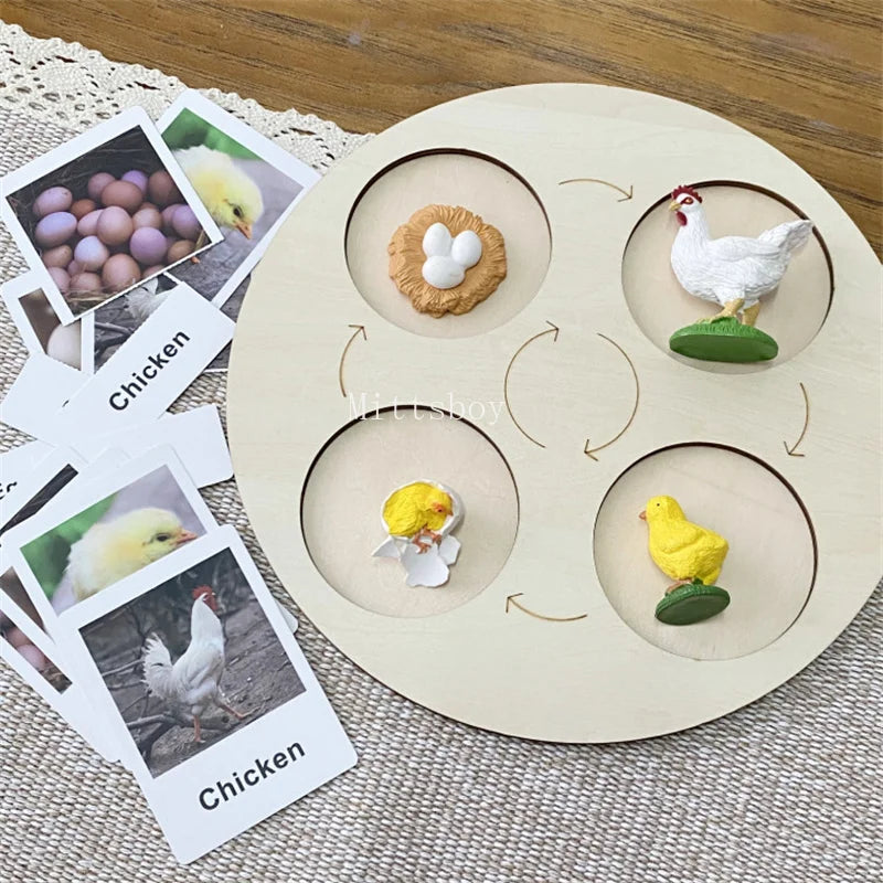 Montessori Life Cycle Teaching Aids Set Frog Butterfly Seeds Ant Model Kit Life Cycle