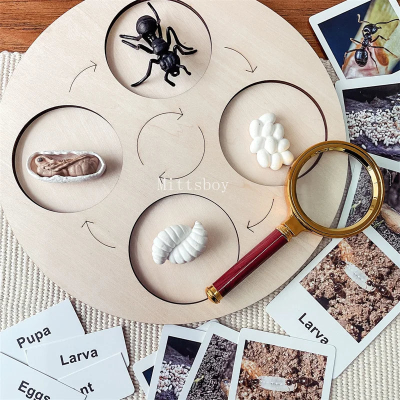 Montessori Life Cycle Teaching Aids Set Frog Butterfly Seeds Ant Model Kit Life Cycle