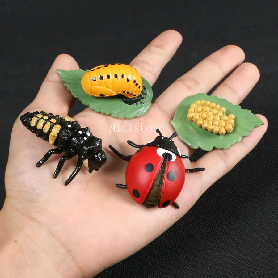 Montessori Wooden Insect Life Cycle Board For Preschool Learning Teaching Growth Cycle Model Set LC01