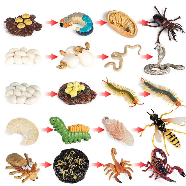 Montessori life cycle le cycle de vie English Placa De Video Frog Butterfly Seeds Cyclus Bij Ant teaching aids Educationals Toys