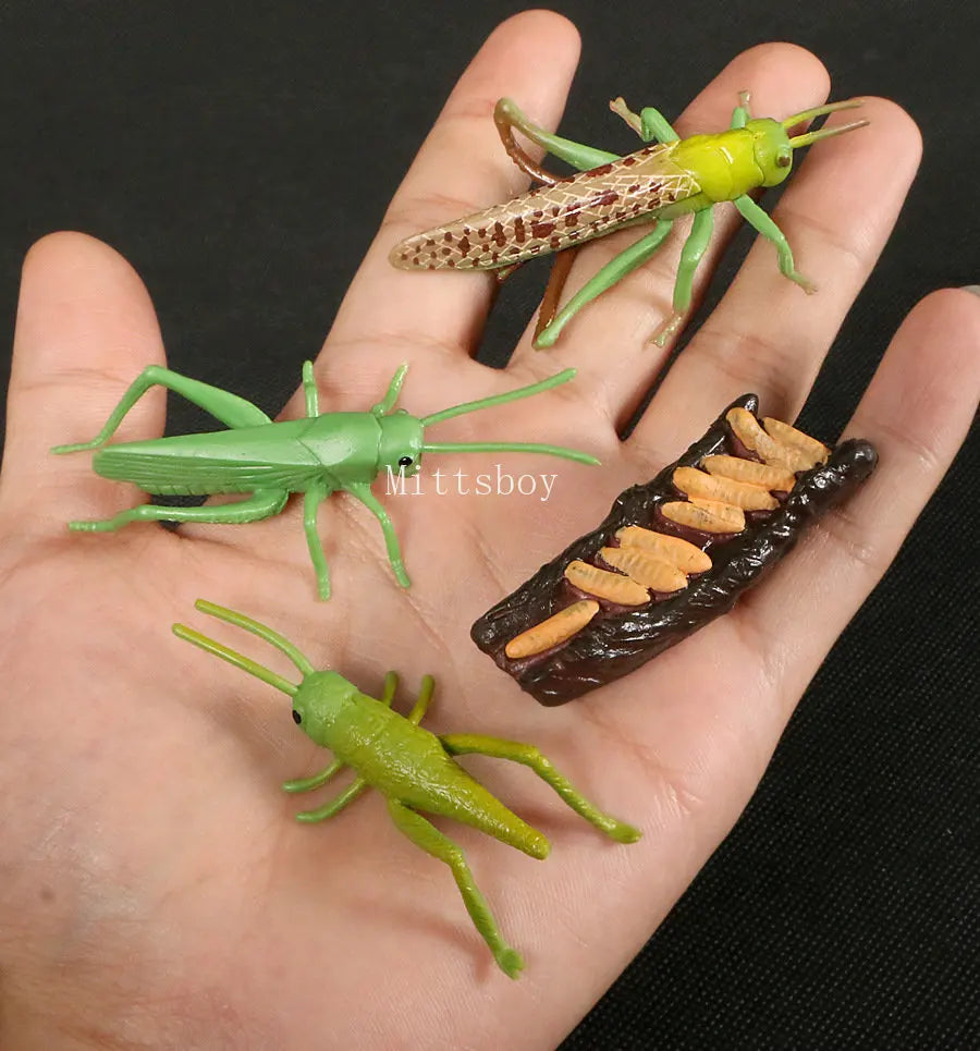 Montessori Wooden Insect Life Cycle Board For Preschool Learning Teaching Growth Cycle Model Set LC01