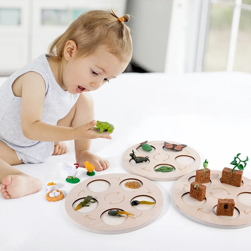 Montessori Wooden Lifelike Insect Animal Life Cycle Board Teaching Plant Animals Growth Cycle Model Set Preschool Cognitive Toy