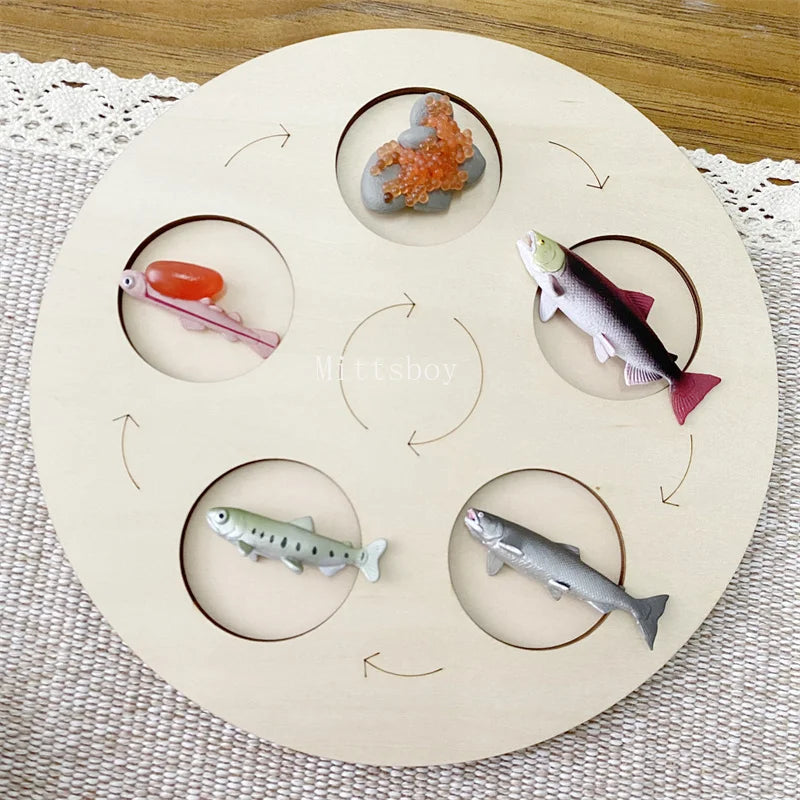 Montessori Life Cycle Teaching Aids Set Frog Butterfly Seeds Ant Model Kit Life Cycle
