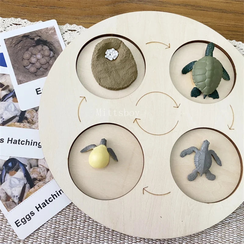 Montessori Life Cycle Teaching Aids Set Frog Butterfly Seeds Ant Model Kit Life Cycle