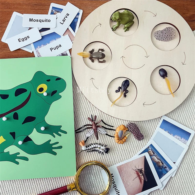 Montessori Life Cycle Teaching Aids Set Frog Butterfly Seeds Ant Model Kit Life Cycle