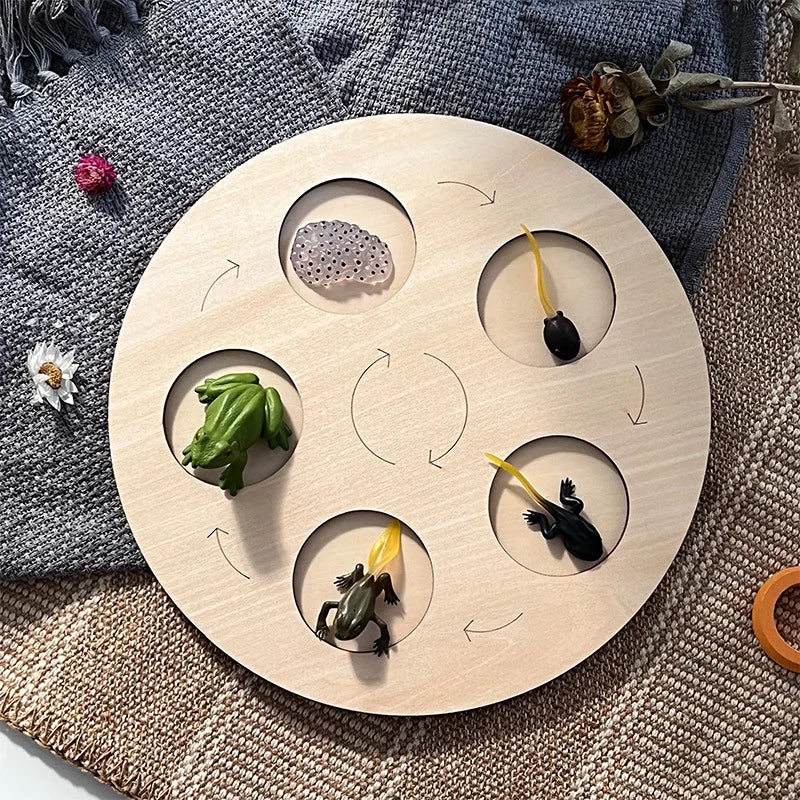 Montessori Wooden Lifelike Insect Animal Life Cycle Board Teaching Plant Animals Growth Cycle Model Set Preschool Cognitive Toy