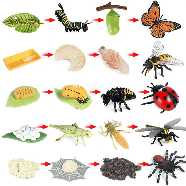Montessori Life Cycle Teaching Aids Set Frog Butterfly Seeds Ant Model Kit Life Cycle