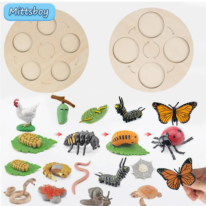 Montessori Wooden Lifelike Insect Animal Life Cycle Board Teaching Plant Animals Growth Cycle Model Set Preschool Cognitive Toy