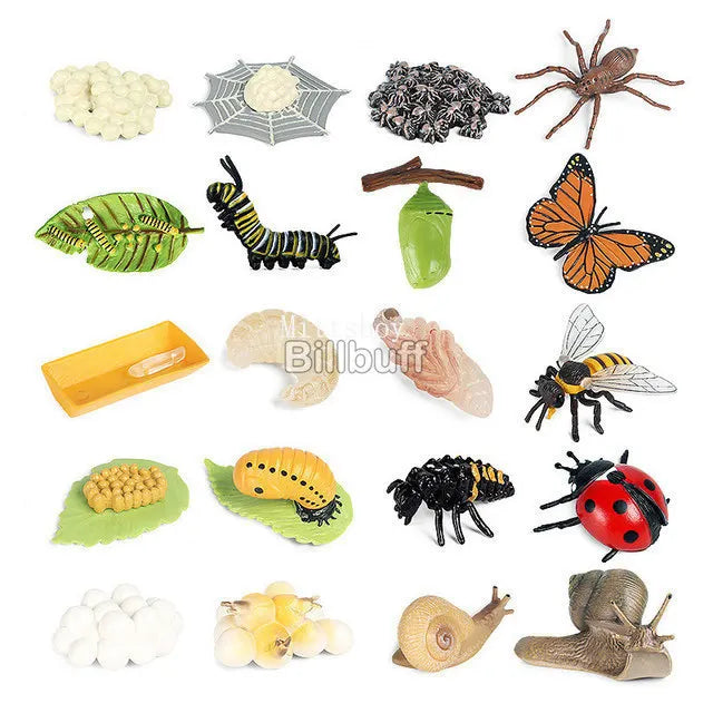 Montessori Life Cycle Teaching Aids Set Frog Butterfly Seeds Ant Model Kit Life Cycle