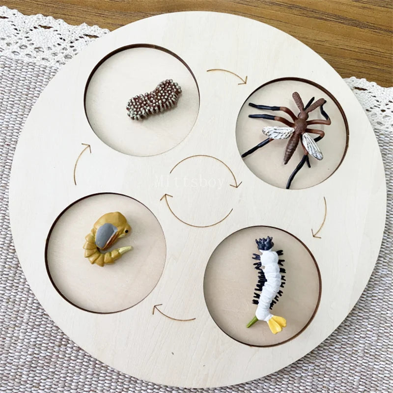 Montessori Life Cycle Teaching Aids Set Frog Butterfly Seeds Ant Model Kit Life Cycle