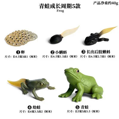 Montessori Life Cycle Teaching Aids Set Frog Butterfly Seeds Ant Model Kit Life Cycle