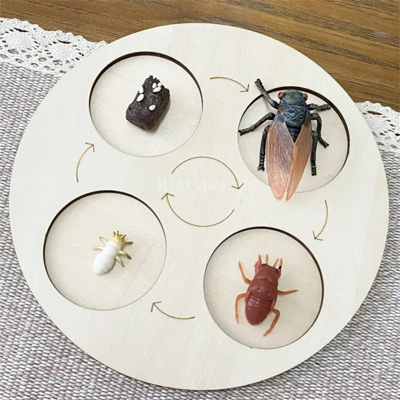 Montessori Life Cycle Teaching Aids Set Frog Butterfly Seeds Ant Model Kit Life Cycle