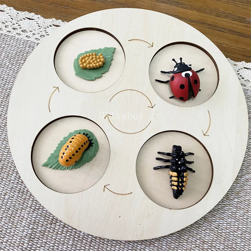 Montessori Life Cycle Teaching Aids Set Frog Butterfly Seeds Ant Model Kit Life Cycle