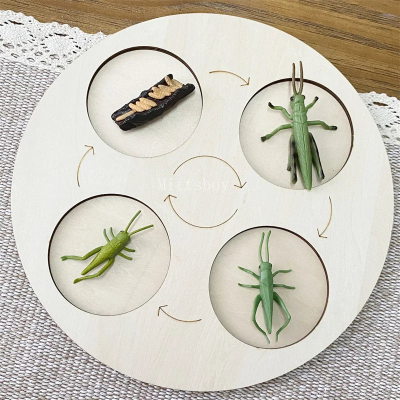 Montessori Life Cycle Teaching Aids Set Frog Butterfly Seeds Ant Model Kit Life Cycle