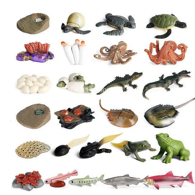 Montessori Life Cycle Teaching Aids Set Frog Butterfly Seeds Ant Model Kit Life Cycle