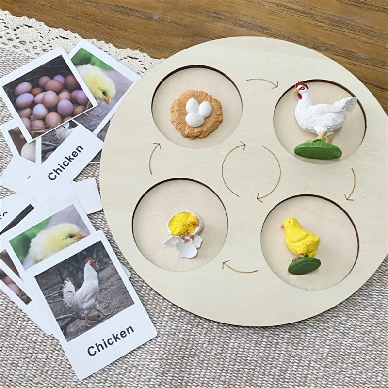 Montessori life cycle le cycle de vie English Placa De Video Frog Butterfly Seeds Cyclus Bij Ant teaching aids Educationals Toys